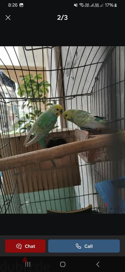 رينبو صحه وريش