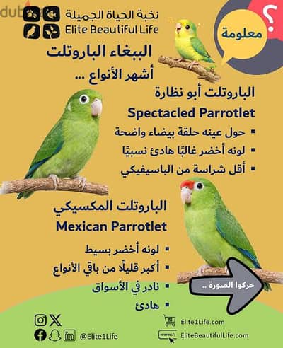 مطلوب نتايه باروليت شغاله