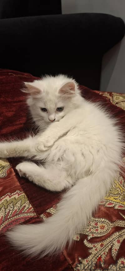 قطه للبيع