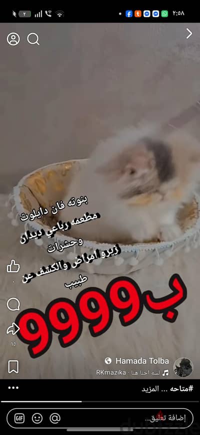 انثى فان دايلوت اهالي قويه مستوى محترم الترا شامبيون اكسترا لونج هير
