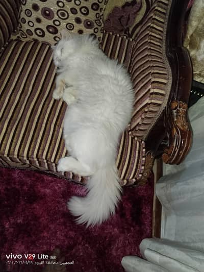 قط شيرازي