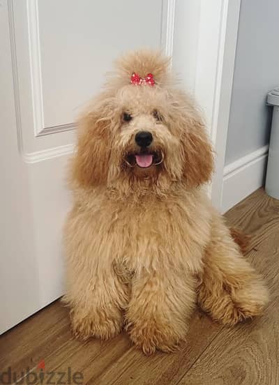 ذكر بودل Poodle البيع