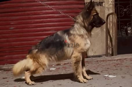 بنوته جيرمن سوبر لونج هير