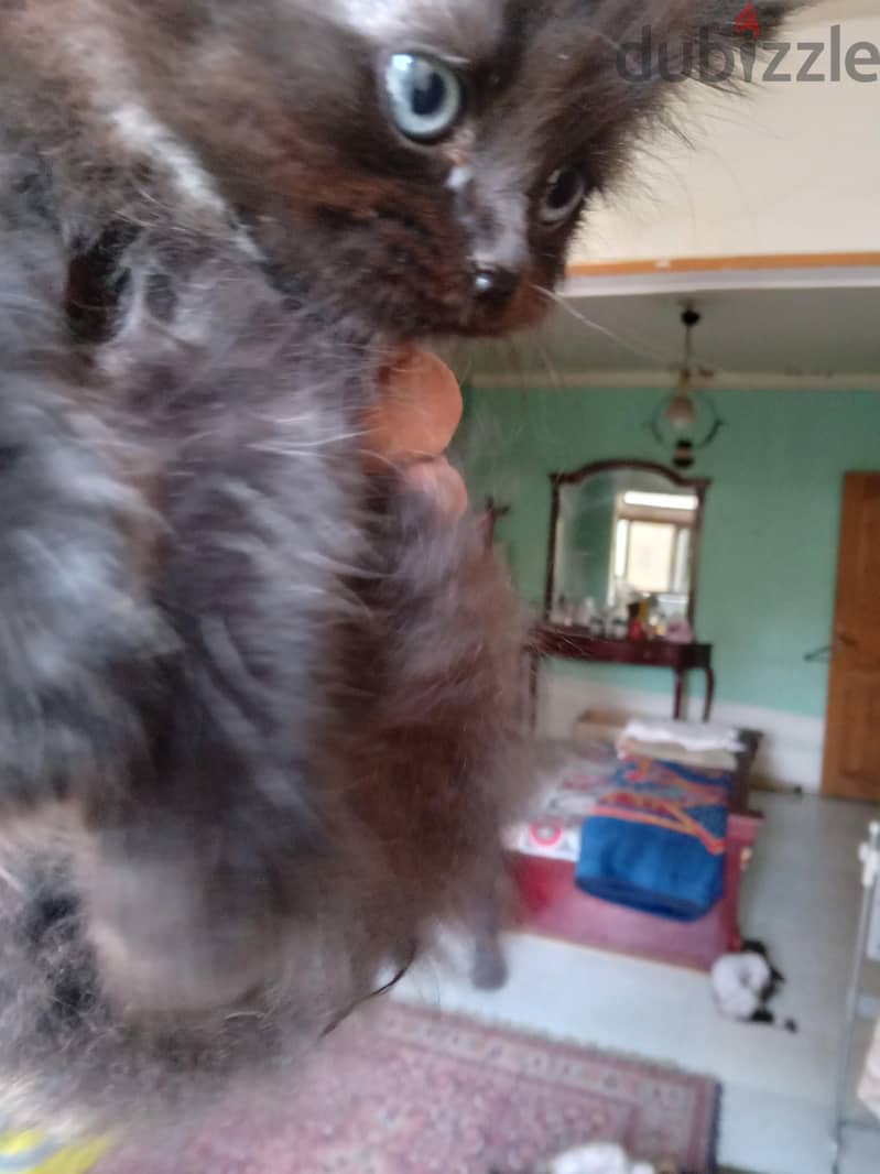 Himalayan Jaguars 2