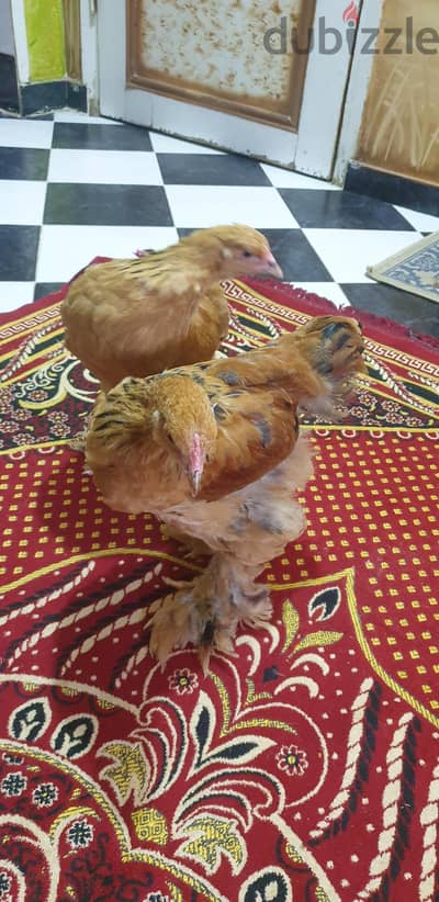 ديك وبربره براهما سلاله محترمه