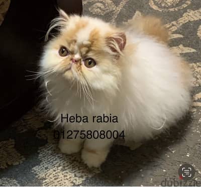 اجمل ولد فان ريد مستوي عالمي