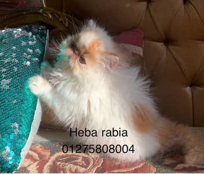 اجمل ولد فان ريد مستوي عالمي