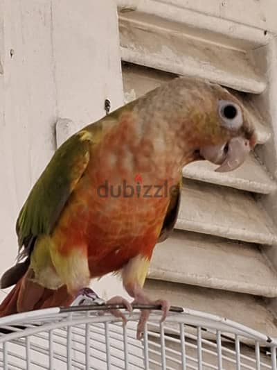 conure pineapple parrot 