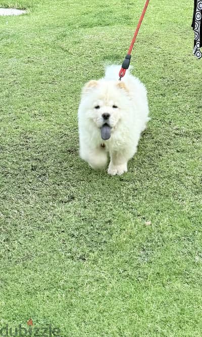 Chow chow