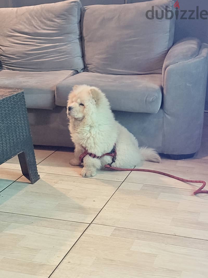 Chow chow 1
