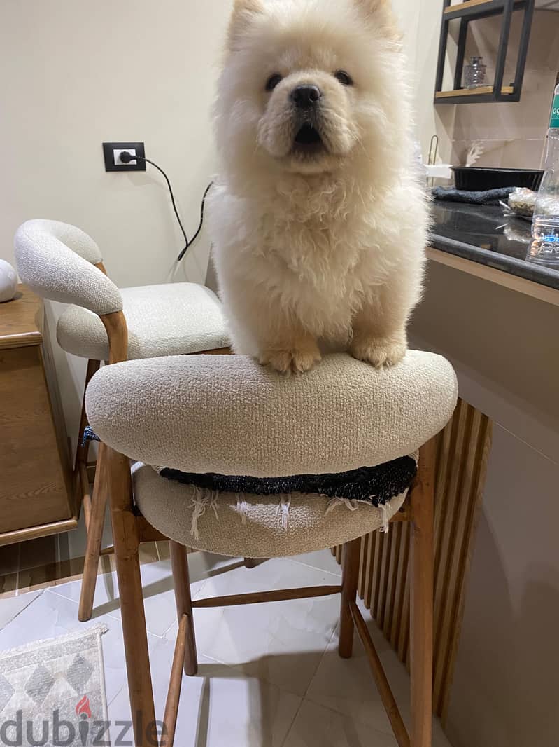 Chow chow 2