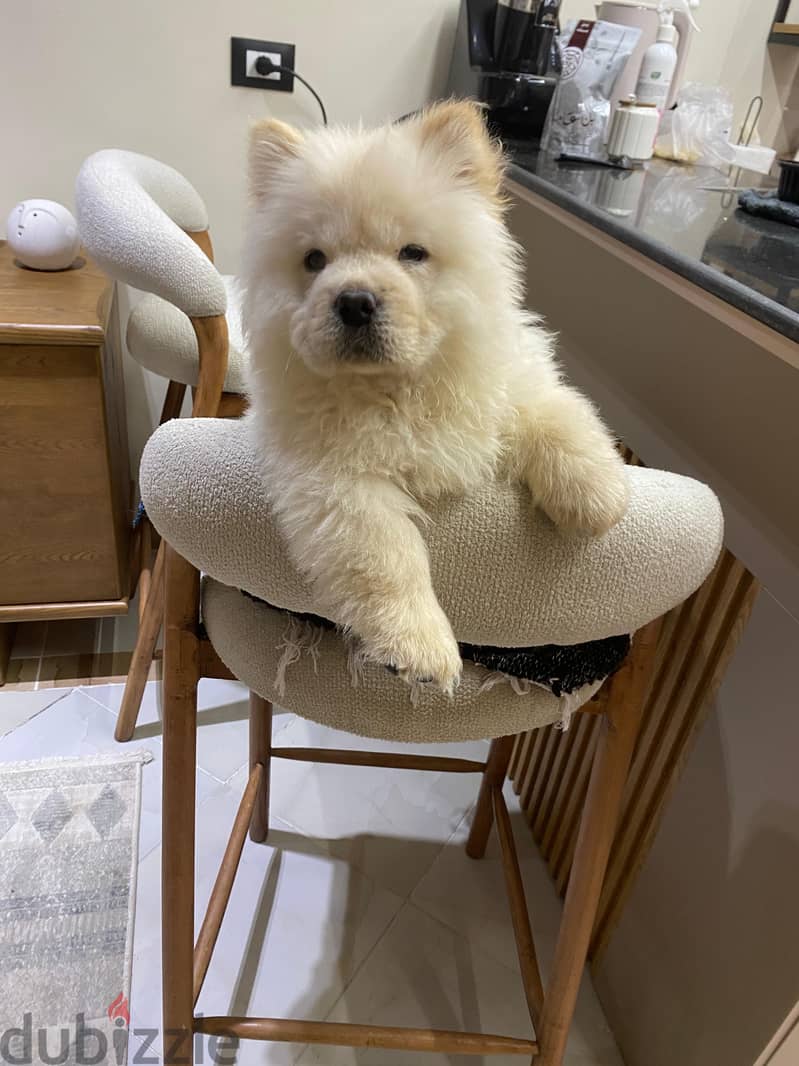 Chow chow 3