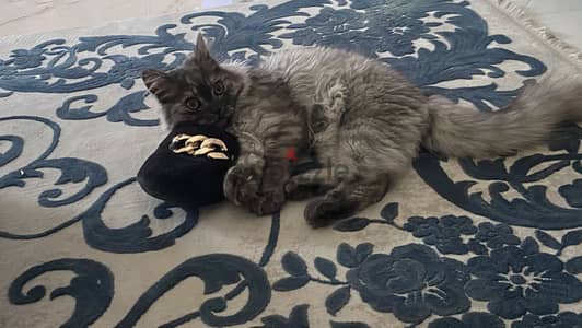 pure Persian male kitten