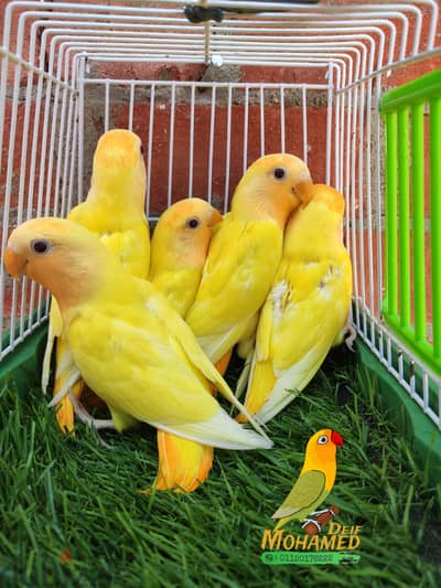 روز اوبلاين اورنج
