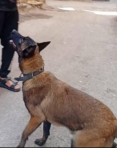 جرو مالينو ٥ شهور للبيع