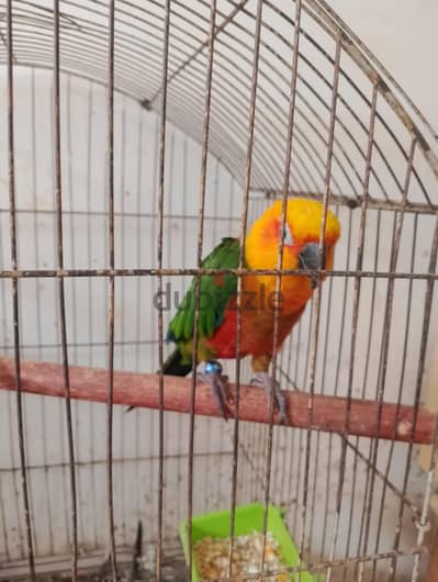 ببغاء