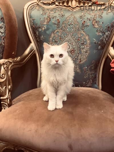Three Ragdoll cats (mother, father, and kitten) for sale