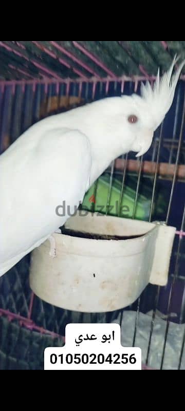 كوكتيل بل الزغليل