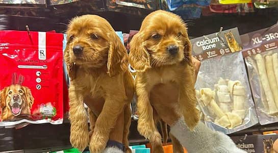 Cocker Boy and girl  Cocker Girl an