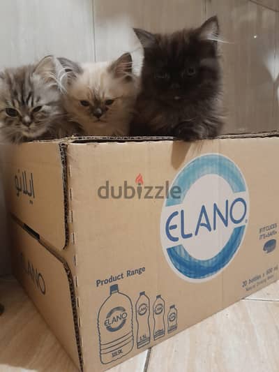 3  pure Persian moonface  kittens age 3 month