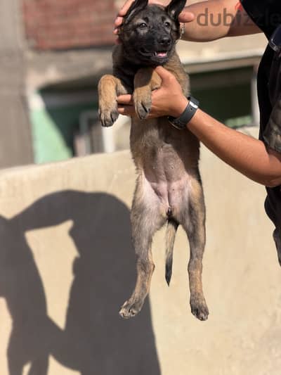 ولد وبنت مالينو شهرين ونص تقليب ودم ماشاء الله 