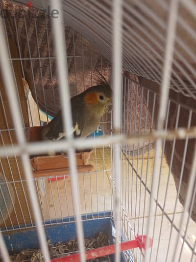 Cockatiel