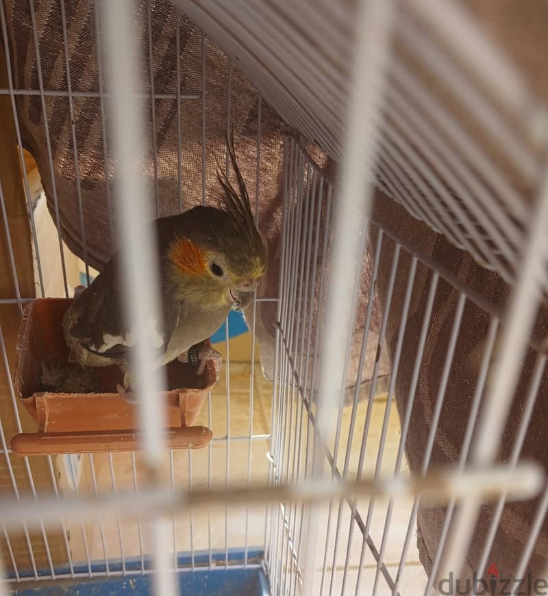 Cockatiel 2