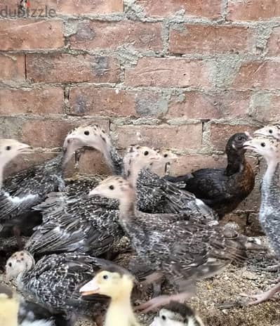 يوجد رومى بلدى رقد بيتى للبيع في الطوابق فيصل
