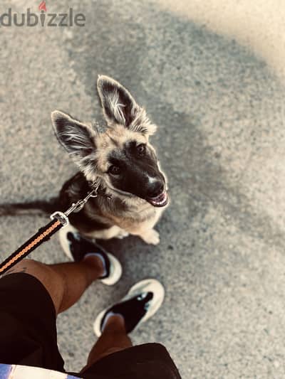 Female German Shepherd for Adoption