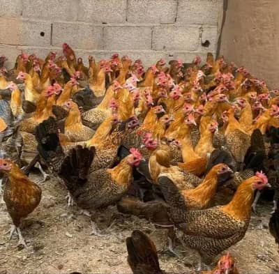 فراخ فيومي عمر 126