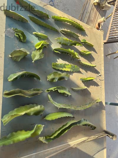 Dragon fruit فاكهة التنين