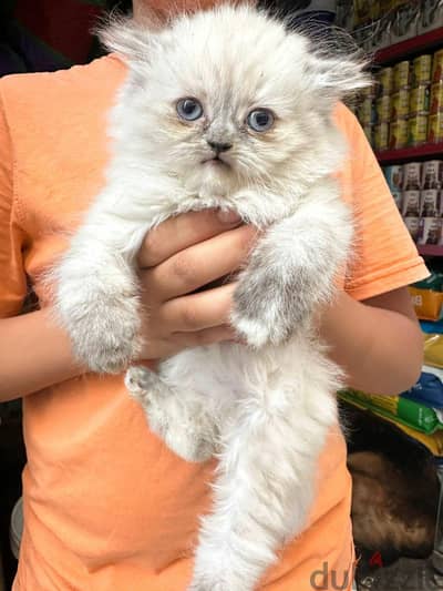 Himalayan Kitten for Rehoming