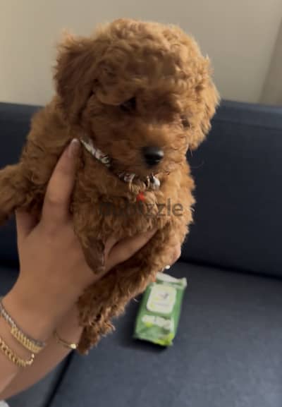 Toy Poodle Teacup Puppy for Sale  جرو توي بودل للبيع