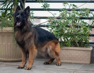 German shepherd puppies male female German جراوي جيرمن شيبرد ذكر انثي