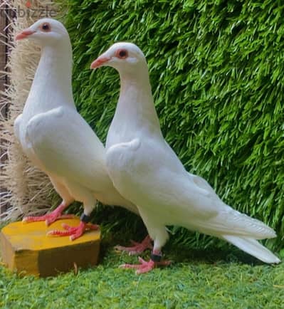زواجل الخارج للراغبين