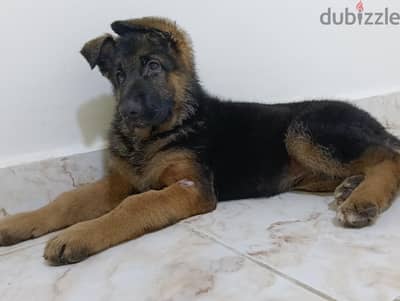 Best female German shepherd ever