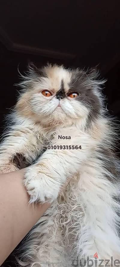 كاليكو كلاسيك هاى وايت زرار توب