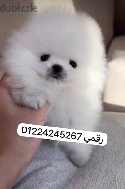 Pomeranian 45 days pure