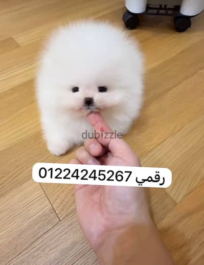 Pomeranian teacup