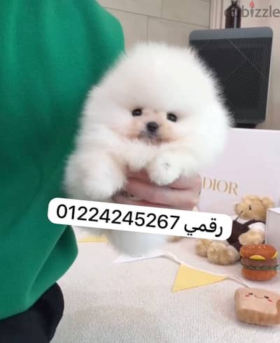 Pomeranian puppy pure teacup