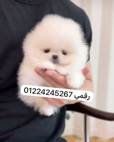 Tea cup puppy pomeranian