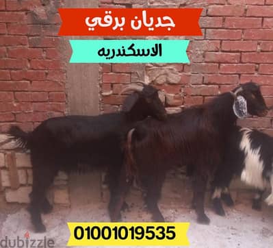 جديان برقى حر للعقيقه و الاضحيه