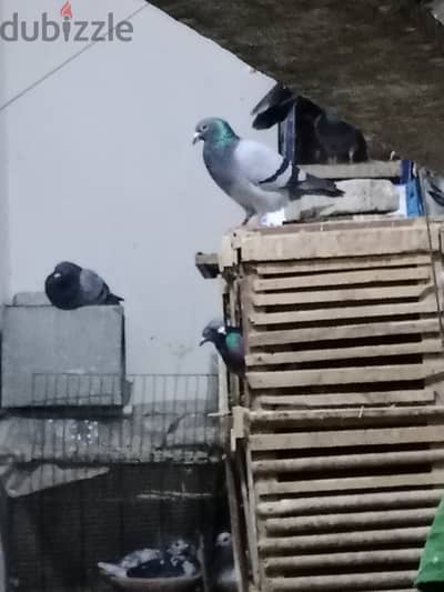 حمام رمايه