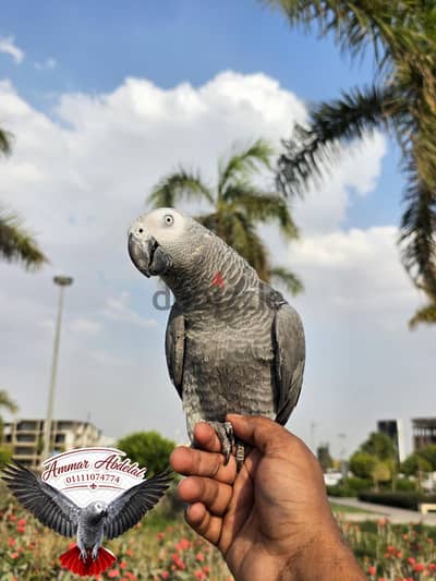 زنجباري