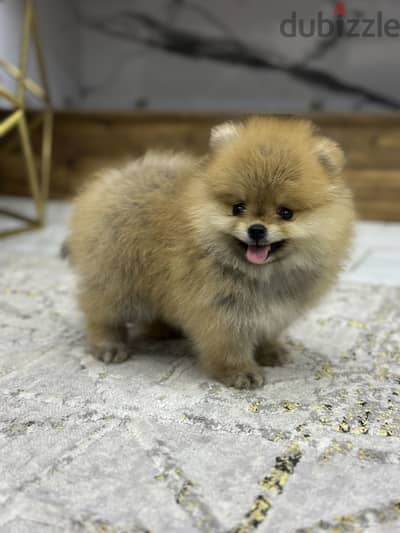 Pomeranian puppy بومرينيان