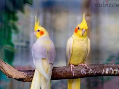 مجموعه كوكتيل لاتيني للتصفيه