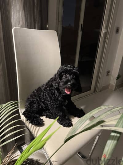 Cockapoodle Female & Male