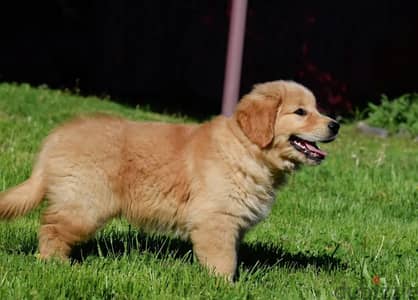 Golden retriever puppy boy from Russia