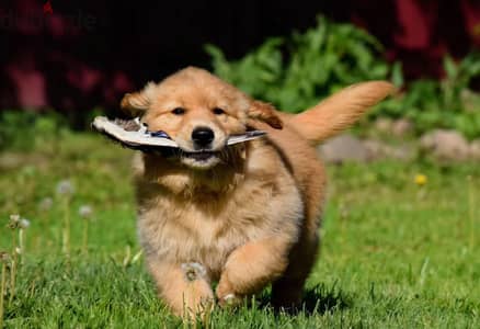 Golden retriever puppy boy from Russia