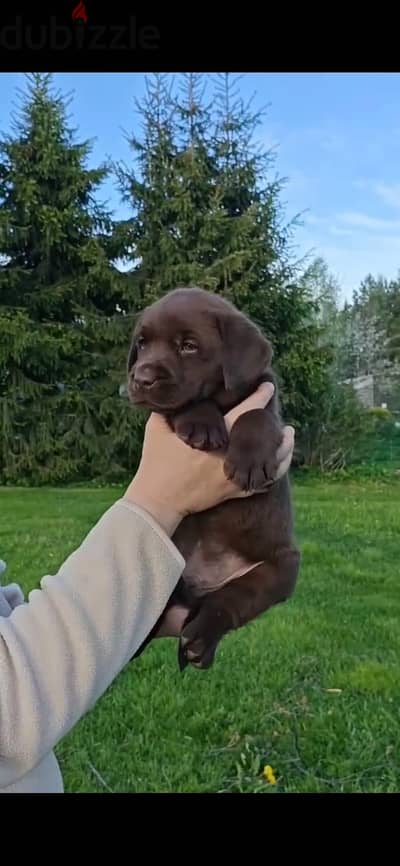 Labrador retriever puppy boy from Russia